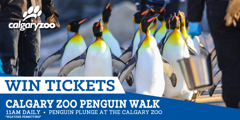 Penguin Walk at the Calgary Zoo | Country 105